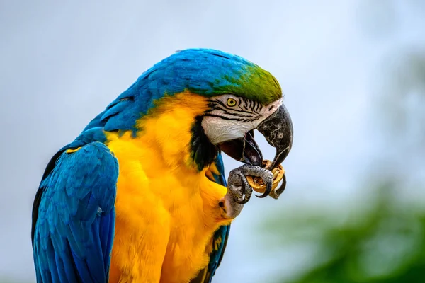 Bir Ara Portresi Bir Somun Çatlama Güzel Renkli Papağan — Stok fotoğraf