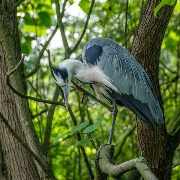 Bir ağaç üst dikkat üzerinde mavi balıkçıl