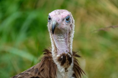 Portre bir kukuletalı akbaba veya eski Dünya akbabaları