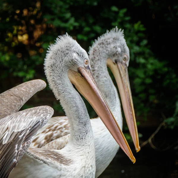 Retrato Pelicano Dálmata Com Seu Parceiro Segundo Plano — Fotografia de Stock