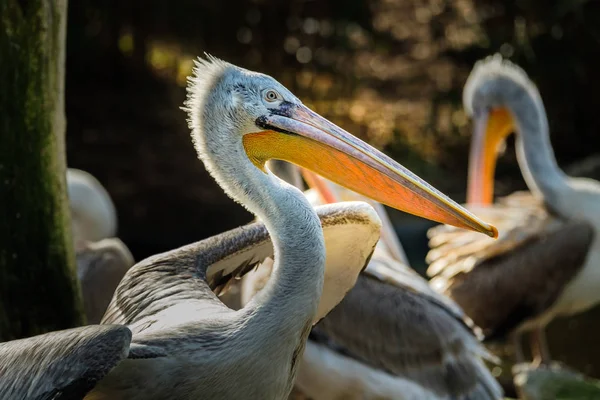 Tepeli pelikan portresi