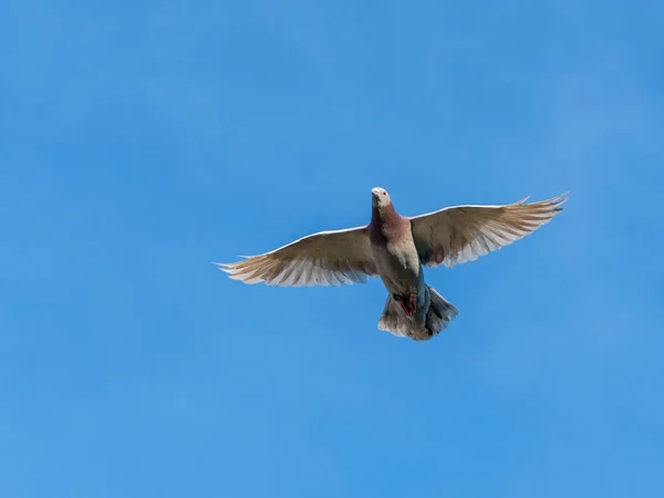 Racing Pigeon Komt Thuis Een Lange Vlucht — Gratis stockfoto