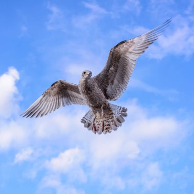 Martı bir şey aşağı görmek gibi görünüyor