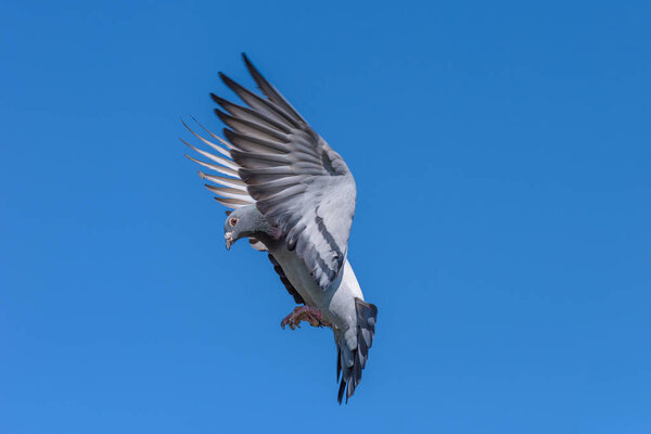 Racing pigeon prepares for landing and is coming home after the race.