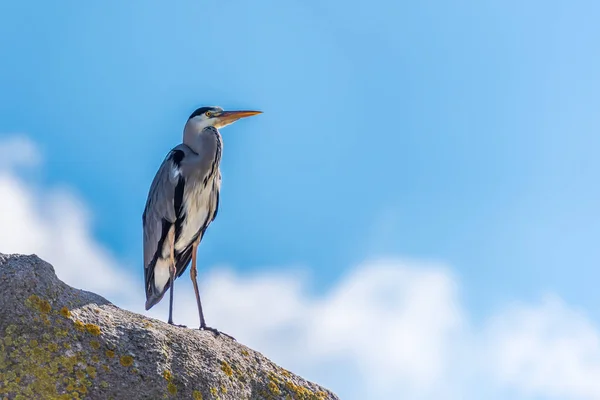 Blue Heron Ceas Stâncă — Fotografie, imagine de stoc