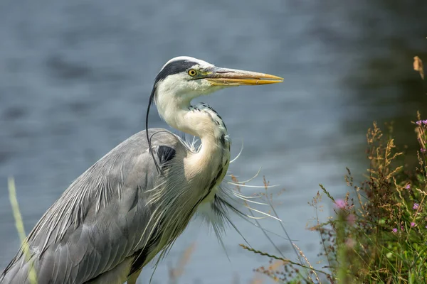 Portretul Unui Heron Albastru Partea Laterală Unui Iaz — Fotografie, imagine de stoc