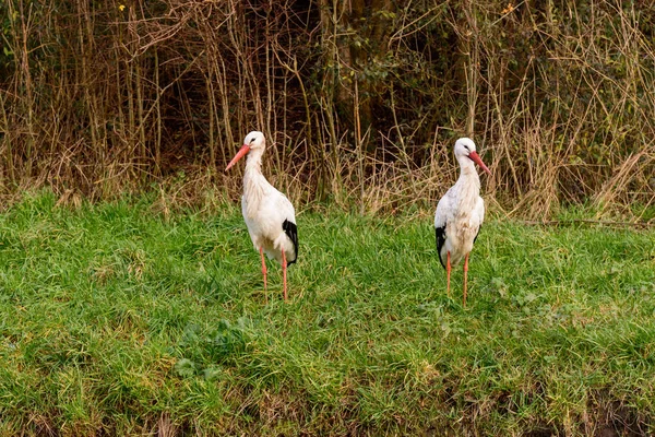 Couple White Storks Want Divorce — Stock Photo, Image