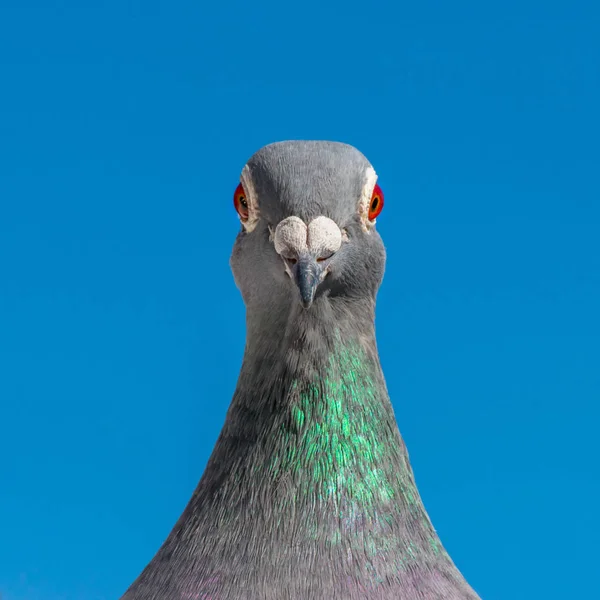 Racing Pigeon Poses Front Lens Camera — Stock Photo, Image