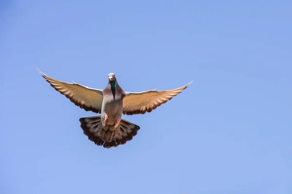 Pigeon Course Rentre Maison Avec Les Ailes Écartées — Photo