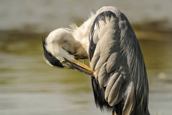 Portretul Unui Heron Albastru Care Este Ocupat Curățarea Penelor — Fotografie, imagine de stoc