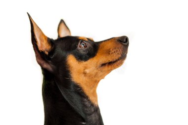 Viktor minyatür pincher çok özenli. Sevimli küçük köpecik