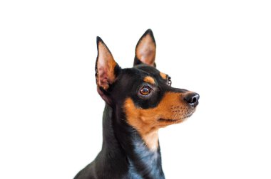 Viktor minyatür pincher çok özenli. Sevimli küçük köpecik