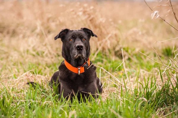 Nosso Melhor Amigo Envelhecido Mestiço Labrador Retriever Bordeaux Dog — Fotografia de Stock