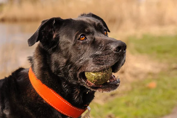 Выдержанный Полукровка Labrador Retriever Бордо Собака Игре Мяч — стоковое фото