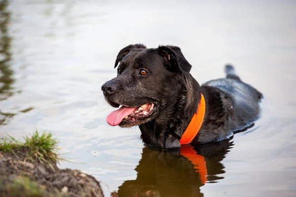 Возрасте Полукровка Labrador Retriever Бордо Собака Любит Воду — стоковое фото