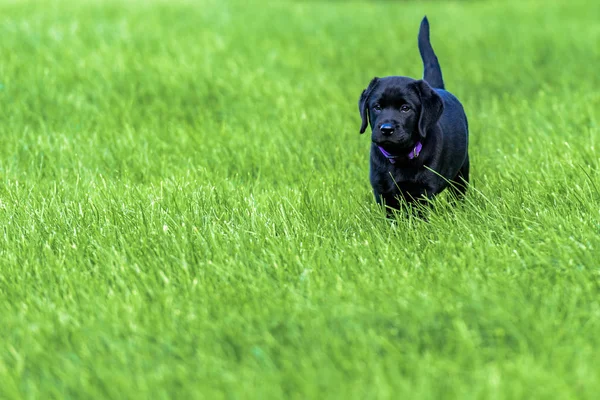 Little Labrador Retriever Pup Sjors Descoperă Lumea — Fotografie, imagine de stoc