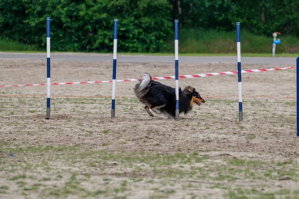 Actiion 中的边境牧羊犬敏捷演习 — 图库照片