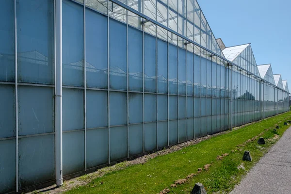 Greenhouse Westland Aux Pays Bas Westland Est Une Région Des — Photo