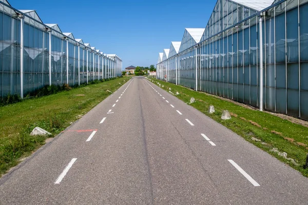 Serres Aan Beide Zijden Van Weg Westland Nederland Westland Een — Stockfoto