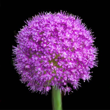 Allium Giganteum, tam çiçeklenme