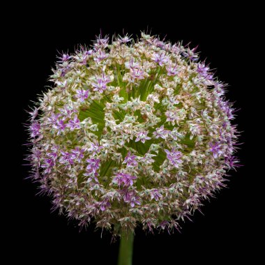 Allium Giganteum hemen sonra çiçek açan,