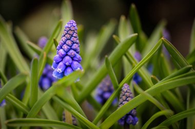 Üzüm sümbül'ın bahçede çiçek