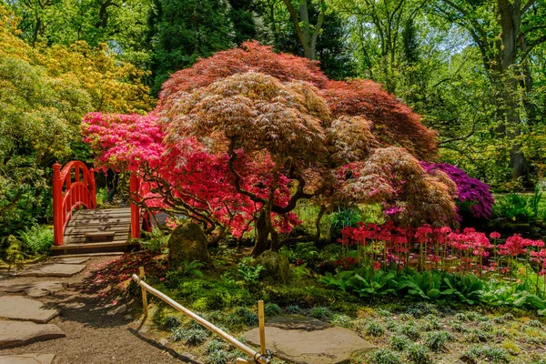 Culori Grădina Japenese Din Clingendael Haga Olanda — Fotografie, imagine de stoc