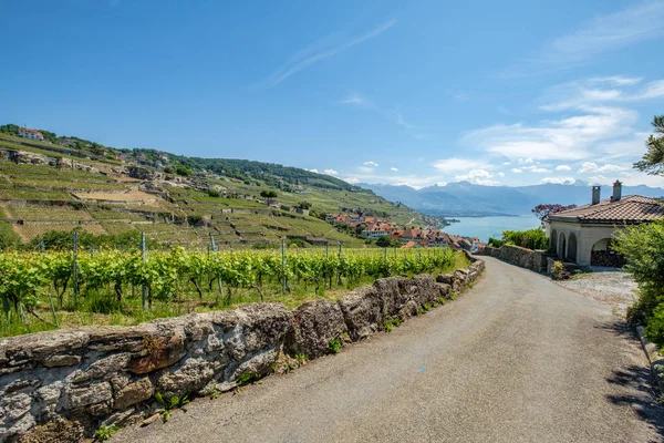 Zobrazit Vinařství Vesnici Rivaz Krásné Oblasti Lavaux Vinařství Švýcarsku — Stock fotografie