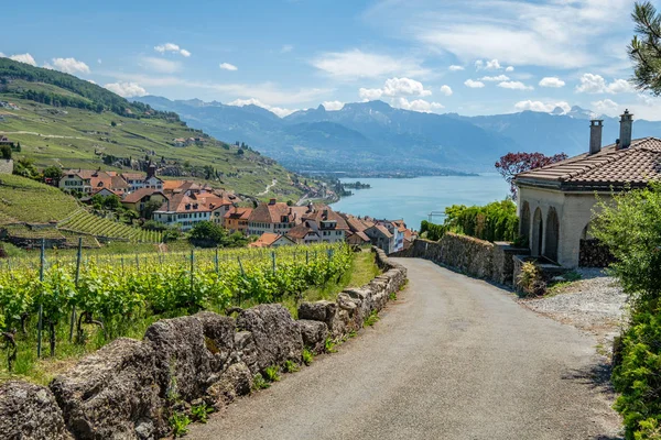 Zobrazit Vinařství Vesnici Rivaz Krásné Oblasti Lavaux Vinařství Švýcarsku — Stock fotografie