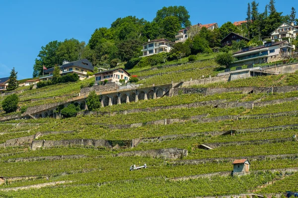 Terrasses Vinice Lavaux Švýcarsko — Stock fotografie