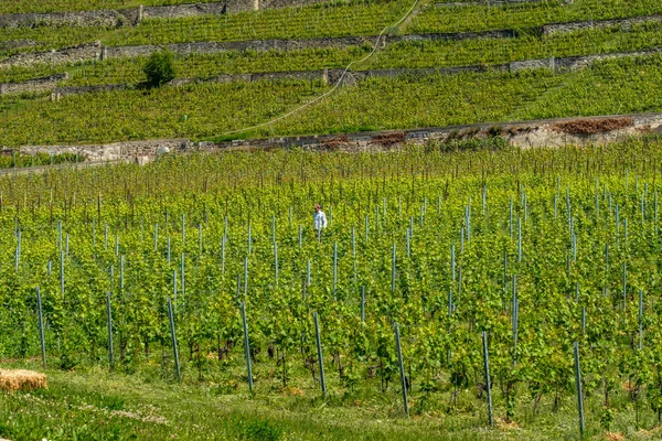 Fermier Travaillant Dans Les Terrasses Viticoles Lavaux Suisse — Photo