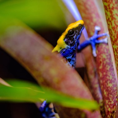 Boyama, kurbağa, Tınçın (o içinde belgili tanımlık hobi dart kurbağalar tutmanın tarafından verilen bir Kullanıcı adı) veya boyama dart zehirli kurbağa (Dendrobates tinctorius) türüdür zehirli ok kurbağası
