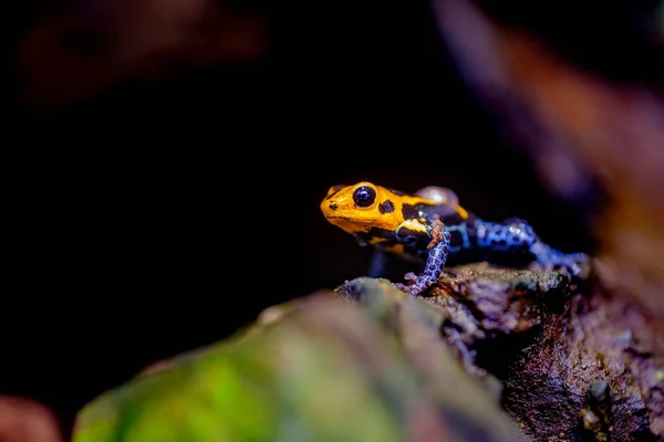 Napodobovací Jed Žába Ranitomeya Imitator Jeberos Druh Pralesničkovití Regionu Střední — Stock fotografie