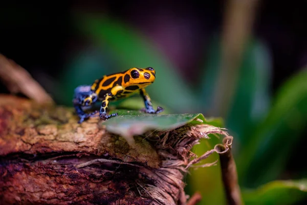 Mimic Poison Frog Ranitomeya Imitator Jeberos Este Specie Broască Săgeată — Fotografie, imagine de stoc