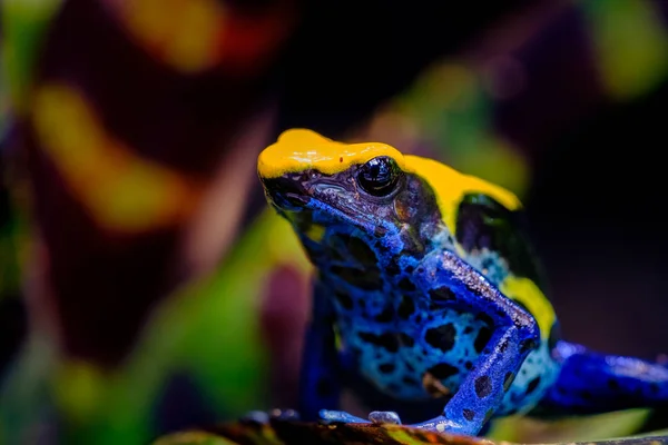 Der Färbende Pfeilfrosch Tinc Ein Spitzname Der Von Denen Hobby — Stockfoto