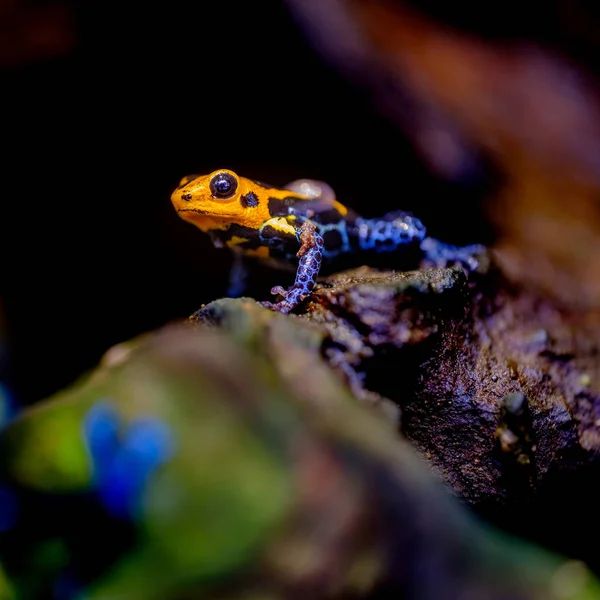 Mimic Poison Frog Ranitomeya Imitator Jeberos Species Poison Dart Frog — Stock Photo, Image