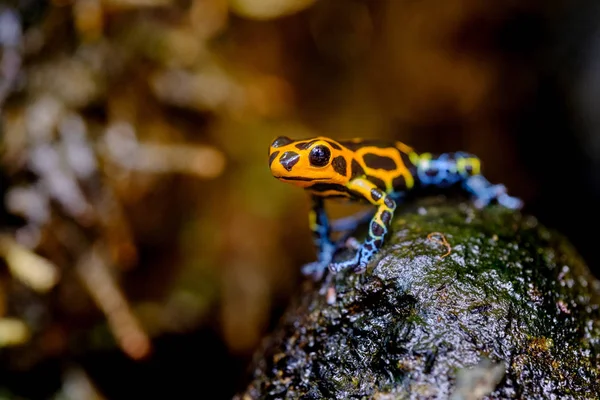Mimic Poison Frog Ranitomeya Imitator Jeberos Species Poison Dart Frog — Stock Photo, Image