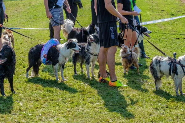 Les Chiens Attendent Avec Des Anneaux Taille Pour Prochain Défi — Photo