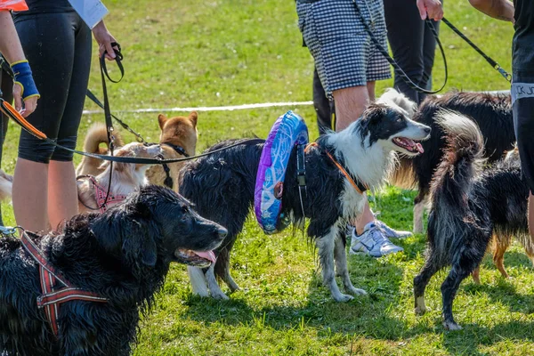 Les Chiens Attendent Avec Des Anneaux Taille Pour Prochain Défi — Photo