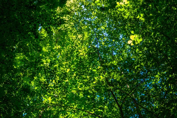 Beautiful Forest Vullierens Switzerland Light Coming Woods — Stock Photo, Image