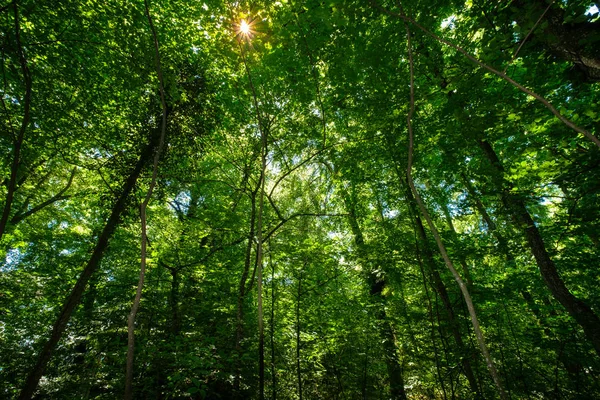 Ein Schöner Wald Der Nähe Von Vullierens Schweiz Licht Kommt — Stockfoto