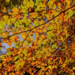 Goldenes Herbstlicht durch die farbigen Blätter im Wald. Wald bei bussigny, Schweiz