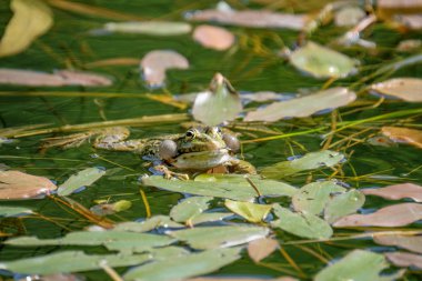 Mutlu erkek kurbağa, onun vokal keseleri test. Tatlı su birikintisi İsviçre kurbağalar bir güzel temizleyin