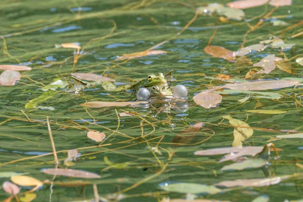 Two frogs making love in a pond. Frogs in a beautiful clear fresh water pond in Switzerland