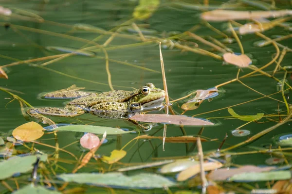 Жаба Плавання Ставку Прісної Води Жаби Красивому Зніміть Прісної Води — стокове фото