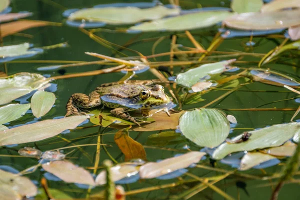 Grenouille Reposant Sur Congé Dans Étang Grenouilles Dans Bel Étang — Photo