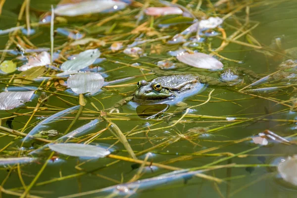 The frog and his reflection in a pond. Frogs in a beautiful clear fresh water pond in Switzerland