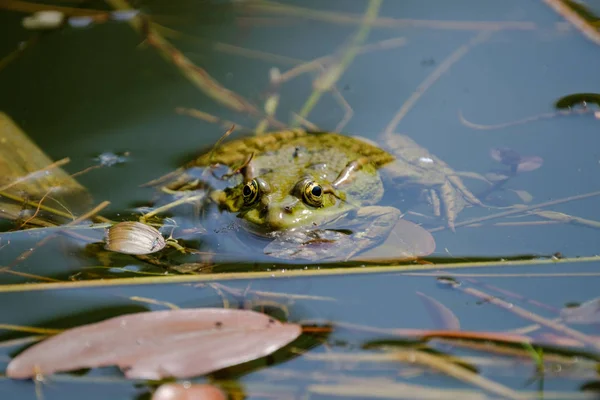 Frog is watching you from a pond. Frogs in a beautiful clear fresh water pond in Switzerland