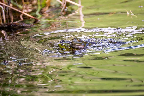 Two love making happy frogs in a pond. Frogs in a beautiful clear fresh water pond in Switzerland