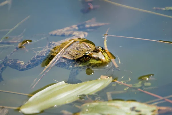 A happy frog in a pond. Frogs in a beautiful clear fresh water pond in Switzerland